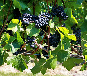 Marlborough shuttle bus transport service NEAL SHUTTLE BUS Blenheim door to door travel in Marlborough